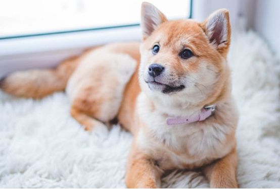 A complete guide to using dog diapers： from training to daily cleaning70