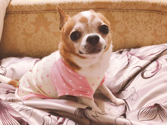 A must have for traveling！ How to use dog diapers to solve your travel troubles？80