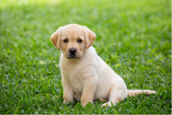 DIY dog diapers tutorial： homemade economical and environmentally friendly options82