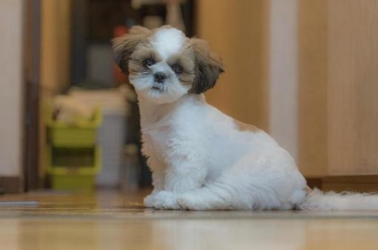 Dog Urinary Incontinence ？ The Best Solution44