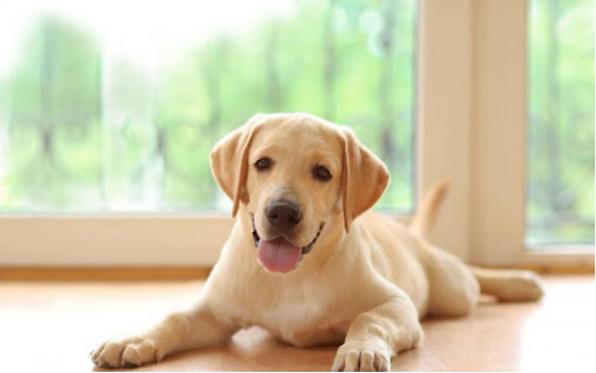 Dog diapers allergic？ It could be the material that's to blame！63