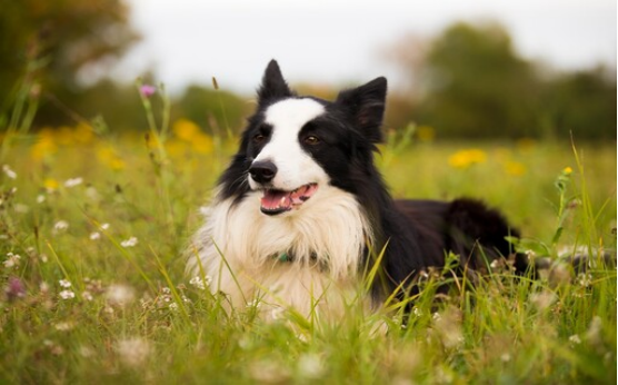 Dog diapers material comparison： Which is best for your pet？60