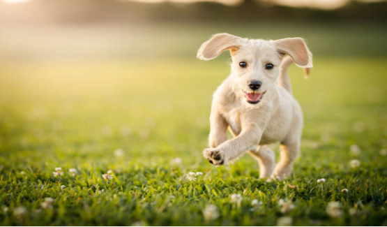 Dog diapers subscription service：Save worry or waste money？60