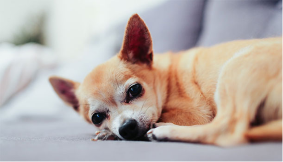 Dog diapers vs pee pads：Which is better for your dog？54