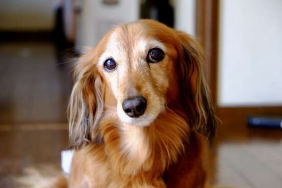 Elderly dog care：dog diapers use and precautions49