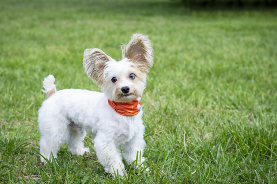 How to choose diapers for small dogs？ Material and size are key63