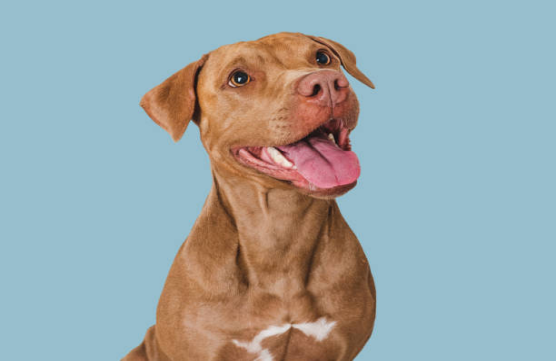 How to choose non shedding diapers for your super active dog60
