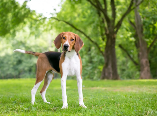 How to monitor your dog's urine health？A practical guide for pet owners72