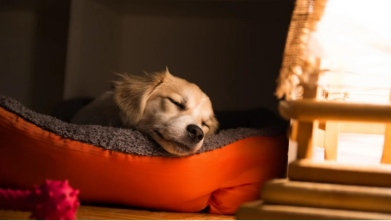 How to prevent dog diapers from being torn in a household with multiple pets？77