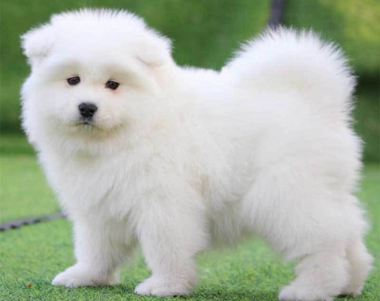 How to prevent dog diapers？Care tips to keep your pet away from discomfort75