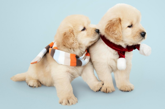 How to train your dog to use dog diapers correctly？A must read for beginners！78