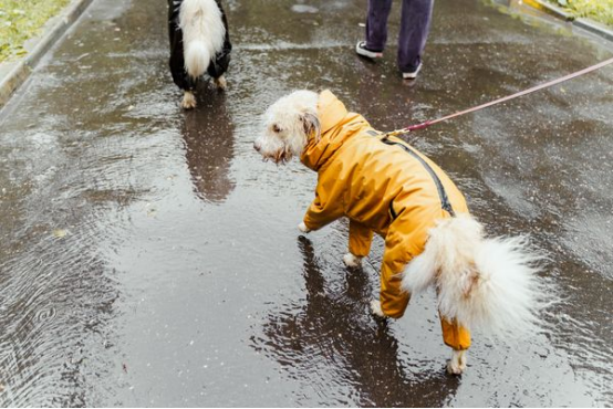 Is it difficult to walk your dog in the rain？Dog diapers can help you deal with it easily90