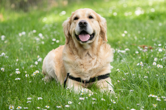 Postoperative recovery period：the use and precautions of dog diapers69