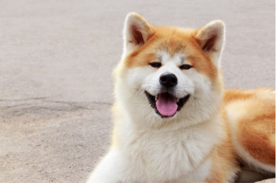 Why your dog needs diapers？5 key reasons43
