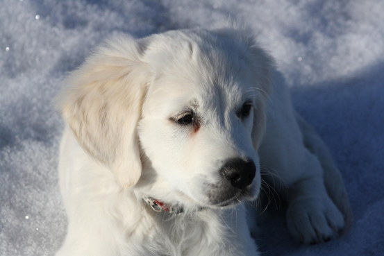 Winter vs Summer Dog Diapers： Adjusting Material Selection Based on Season75