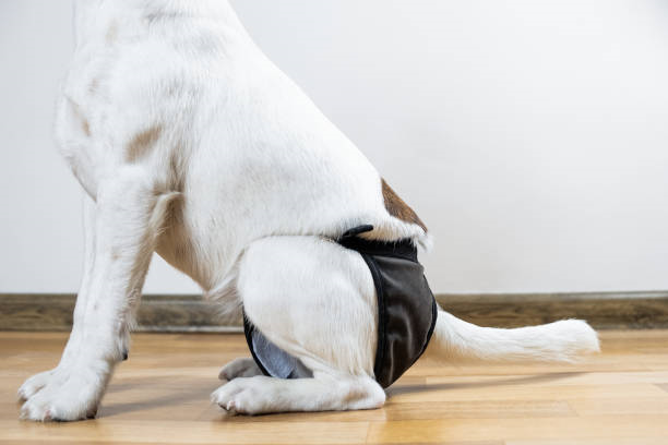 istockphoto 1127402703 612x612