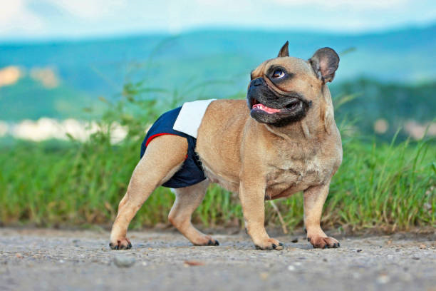 istockphoto 1203713439 612x612