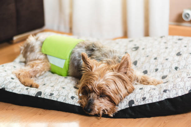 istockphoto 1395511928 612x612