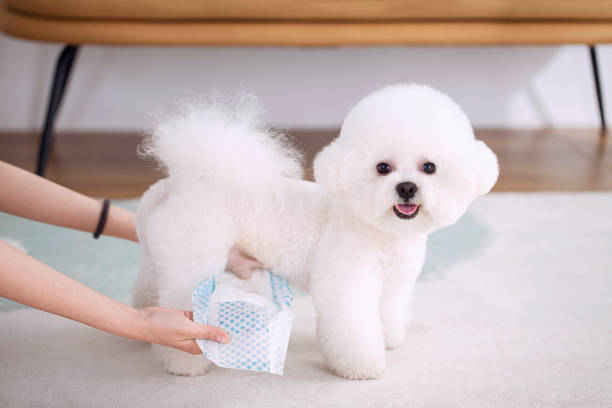 istockphoto 1518409042 612x612
