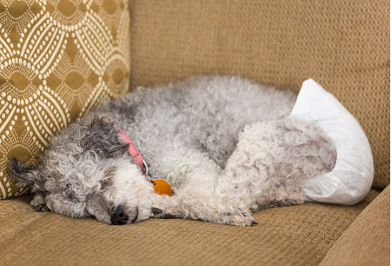 Dog Diapers for Medium Dogs