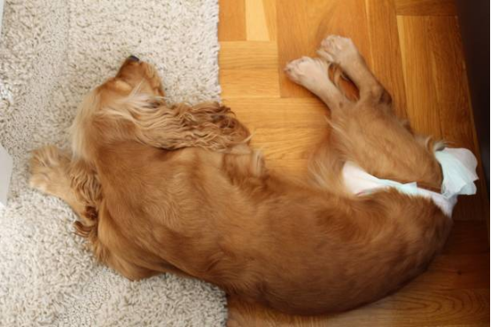 Striped Dog Diapers