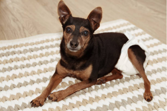 Cute Pattern Dog Diapers