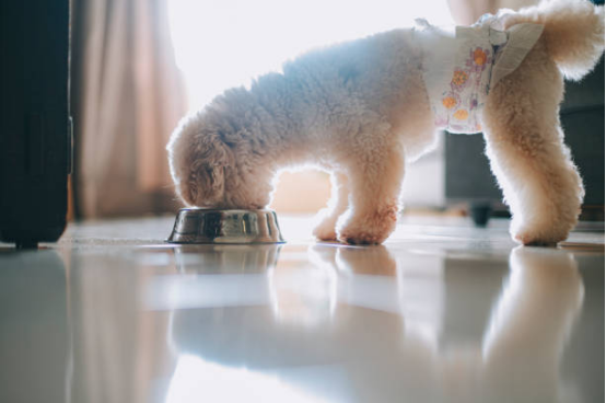 Leak Guard Dog Diapers