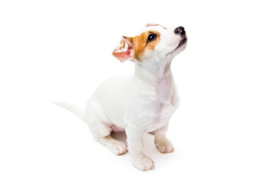 Puppy Training Pads Dog Diapers