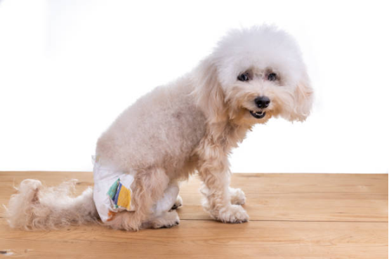 Breathable Dog Diapers
