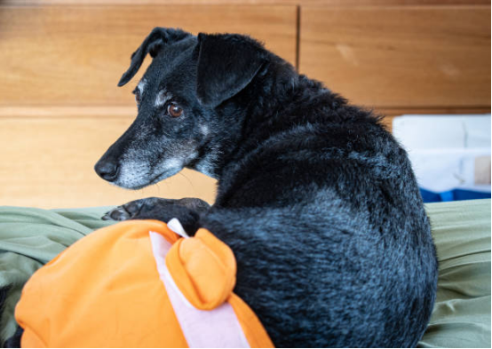 Reusable Dog Diapers