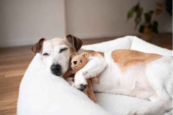 Adjustable Dog Diapers