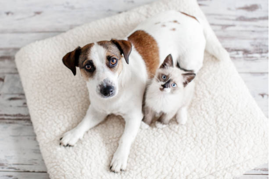 Disposable Dog Diapers