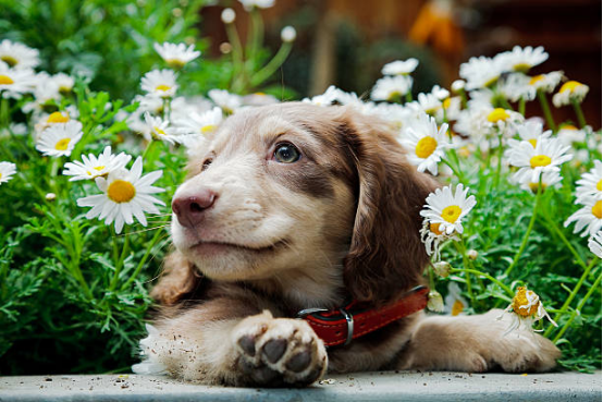 Female Dog Diapers