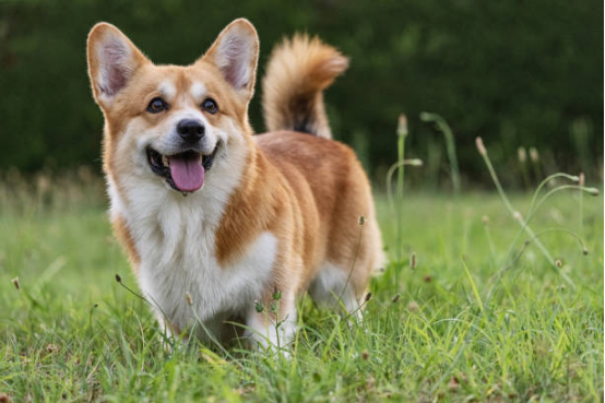 Male Dog Diapers