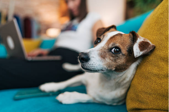 Reusable Dog Diapers