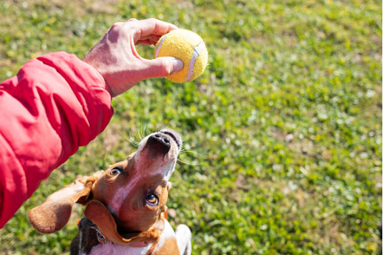 Dog Diapers for Small Dogs