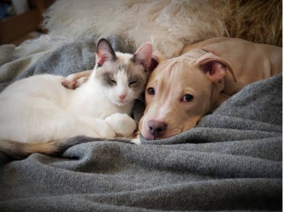 Dog Diapers for Puppies