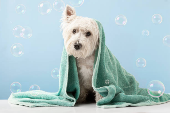 Dog Diapers Disposable Pack