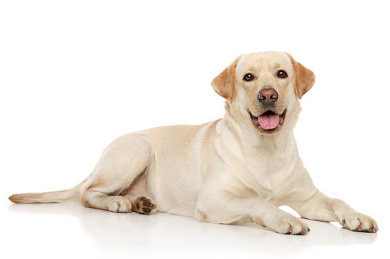 Dog Diapers Breathable Material