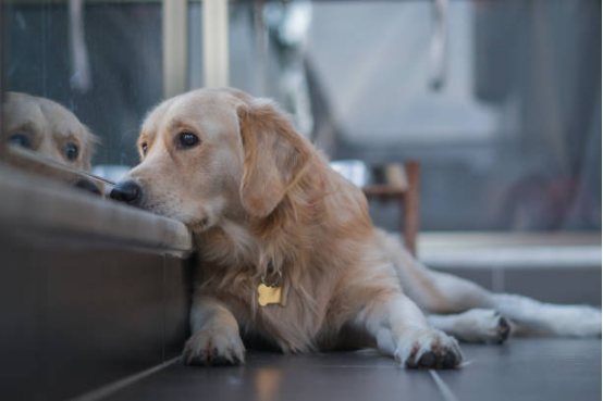 Dog Diapers for Female Dogs