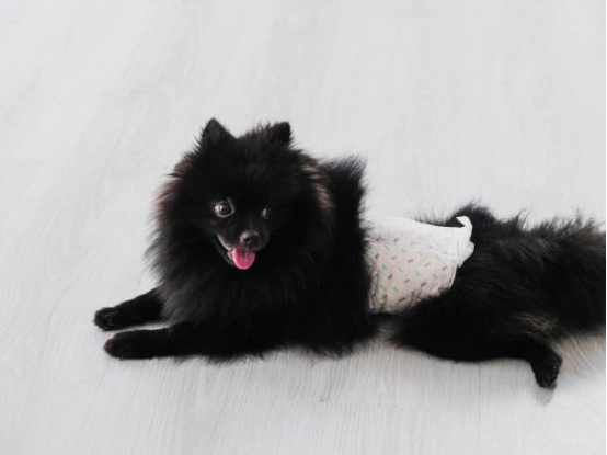 Dog Diapers for Male and Female Dogs