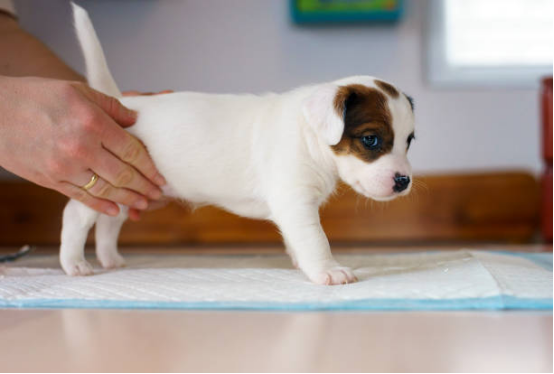Comfortable Dog Diapers for Daily Wear