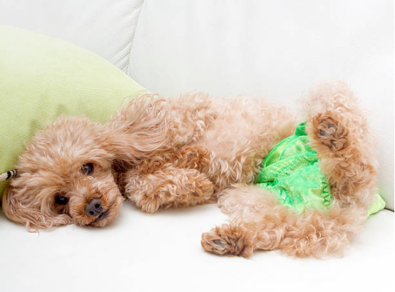 Dog Diapers with Soft and Breathable Fabric