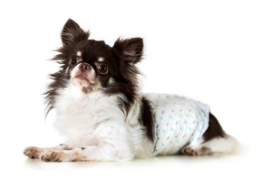 Dog Diapers with Secure Velcro Fasteners