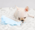 Dog Diapers for Small Medium Large Dogs