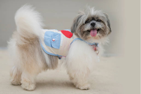 Dog Diapers for House Training Support