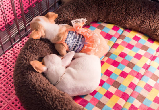 Dog Diapers with Odor Control Feature