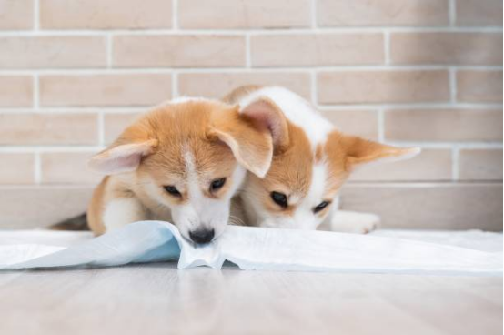 Dog Diapers for Travel and Indoor Use